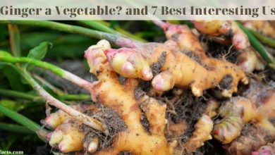 Is Ginger a Vegetable_ and 7 Best Interesting Uses