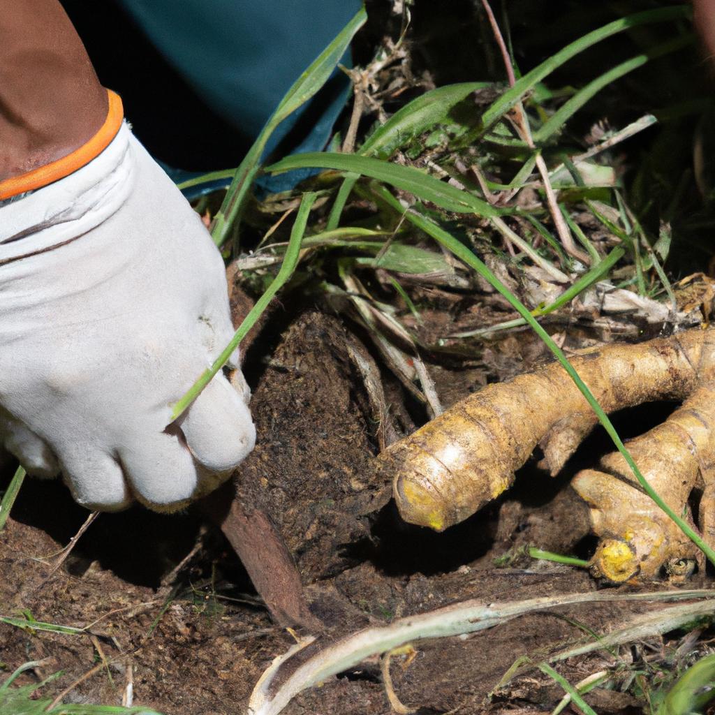 Using the right tool and technique can help in ginger harvesting without killing the plant.