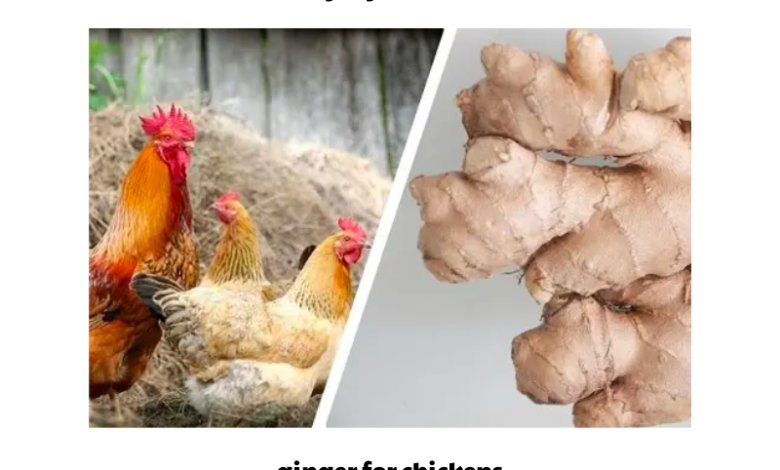 ginger for chickens